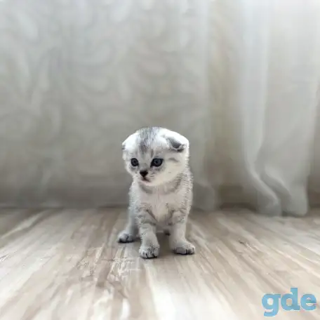 Шотландские котята, фотография 2