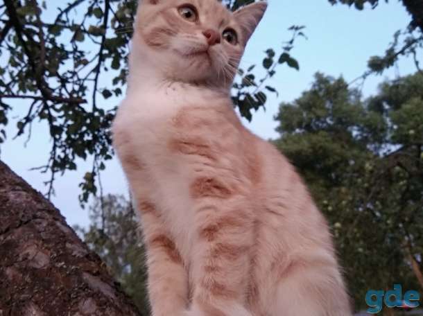 Котята в дар! Минск!, фотография 2