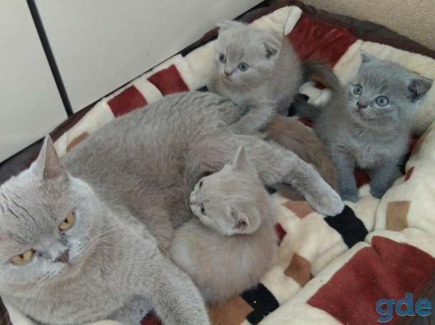 Шотландские котята, фотография 3