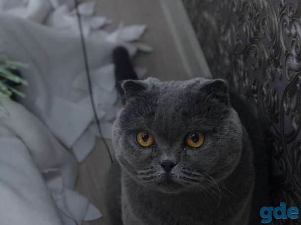 Британская кошка, фотография 3