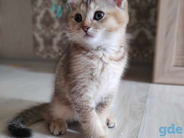 Продаются шотландские котята, фотография 3