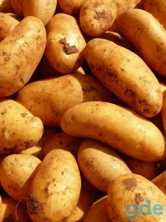 Продам картофель домашний., фотография 1