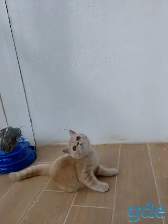 Котенок экзотической короткошёрстной, фотография 3