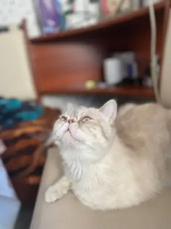 Экзотические котята, фотография 8