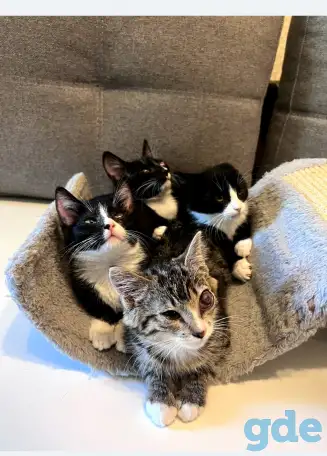 Котята в дар, фотография 6