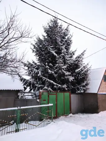 Ель живая, фотография 1