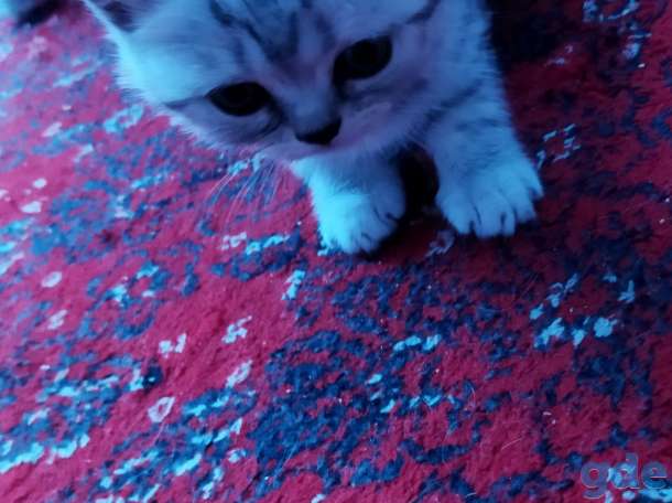 Шотландские котята, фотография 4