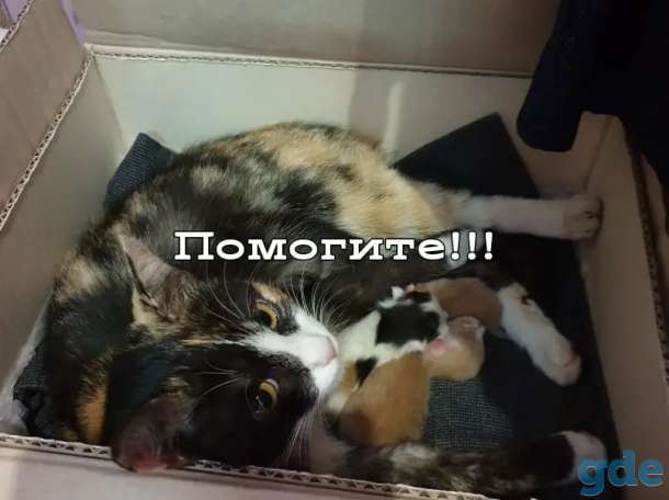 Котята в дар.Не покупайте ,возьмите с приюта!, фотография 1