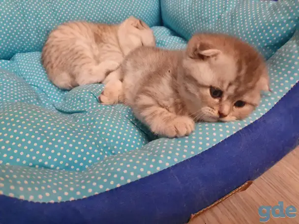 Котята, фотография 2