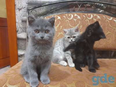 Продажа шотландских котят, фотография 3
