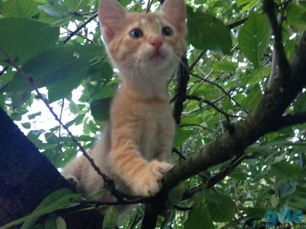Веселые котята, фотография 12