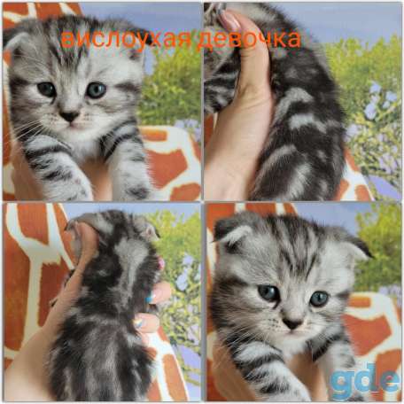Шотландские котята, фотография 5