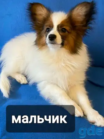 Щенки папильона, фотография 1