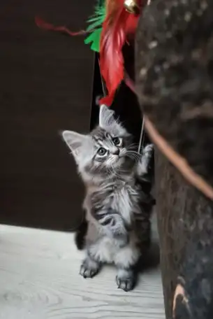 Котенок мей-кун, фотография 1