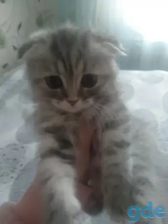 Шотландская кошечка, фотография 1