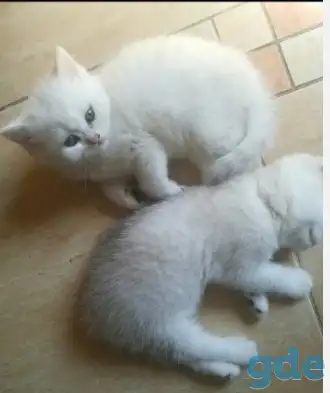 Продам британских котят, фотография 2