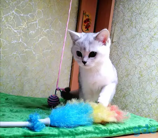 Британские котята, фотография 3