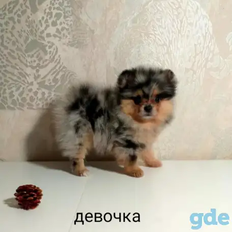 Шпиц, щенки редких окрасов, фотография 1