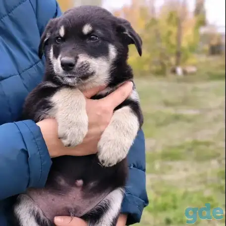 Щенки в дар, фотография 4