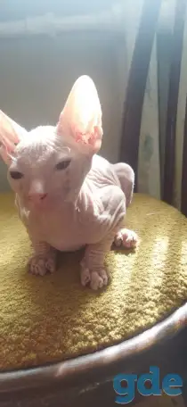 Котята сфинкс, фотография 2