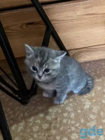 Котята Британской кошки, фотография 1