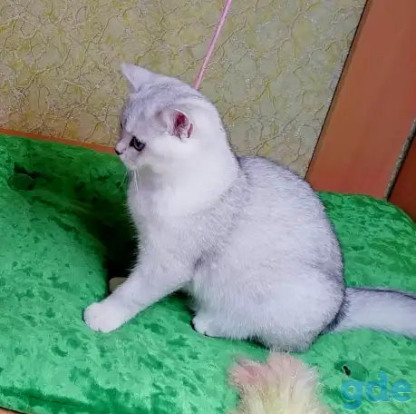 Британские котята, фотография 4