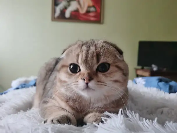 Продам котенка, фотография 4