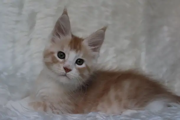 Котенок мейн-кун ищет любящих хозяев., фотография 3