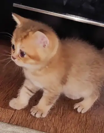 Шотландские котята, фотография 6