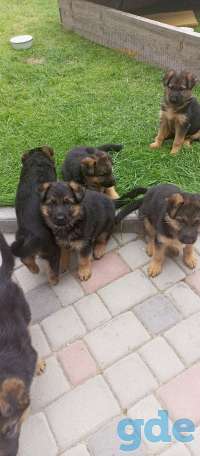 Щенки немецкой овчарки, фотография 6