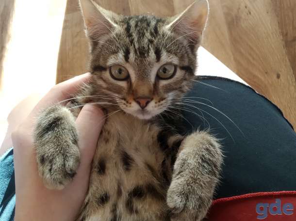 Котенок в дар, фотография 4