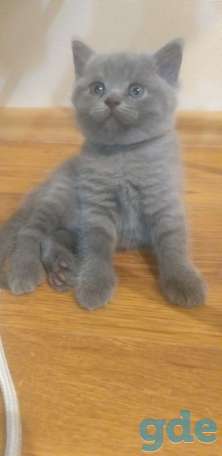 Шотландская кошечка, фотография 5