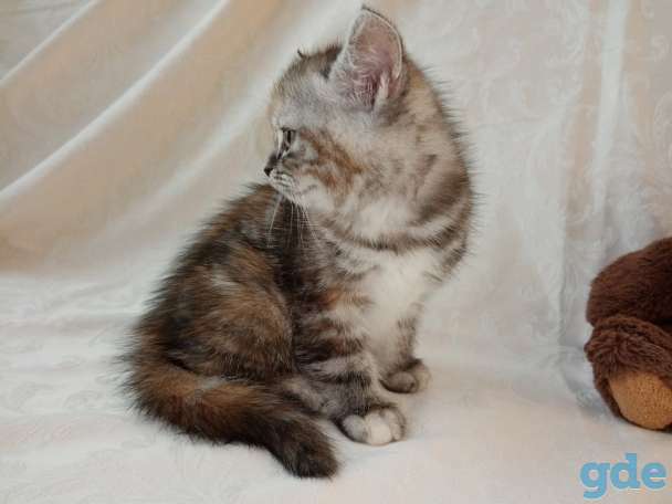 Продаю шотландских котят, фотография 5