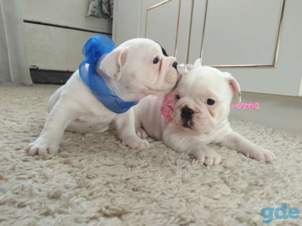 Шикарные Девочка и Мальчик French Bulldogi, фотография 6
