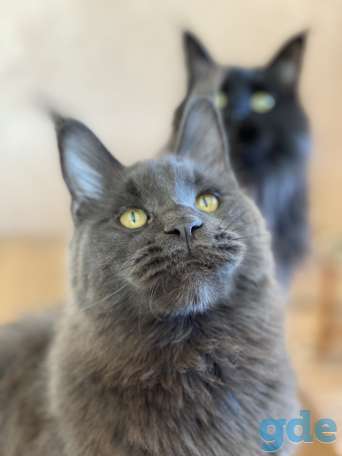 Котята Мейн Кун из Профессионального питомника, фотография 8
