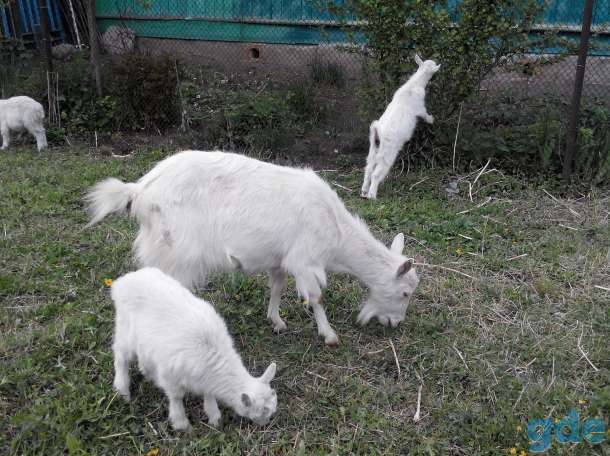 Продам козлят, фотография 3