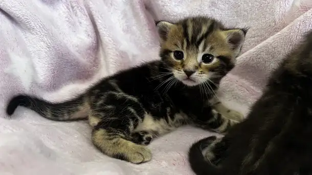 Котята помесь папа Мейн-Кун мама Шотландская скоттиш-страйт, фотография 4