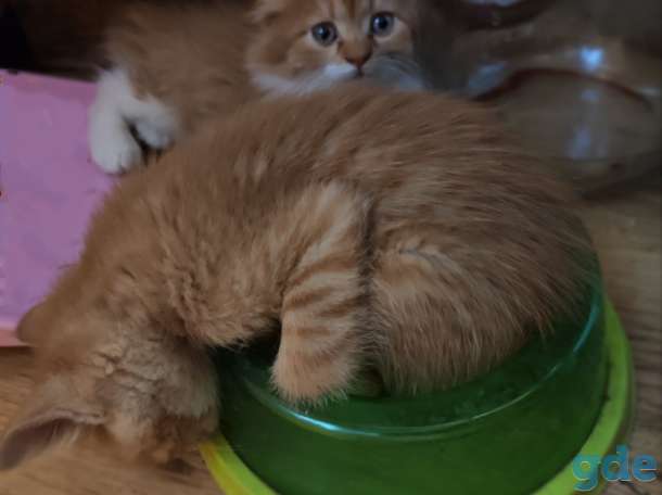 Котята, фотография 3