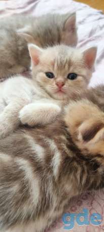 Шотландские котята, фотография 1