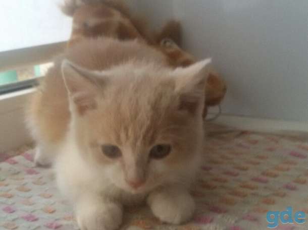 Котенок в дар, фотография 1