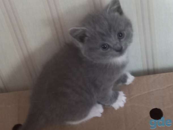 Продам котят, фотография 4
