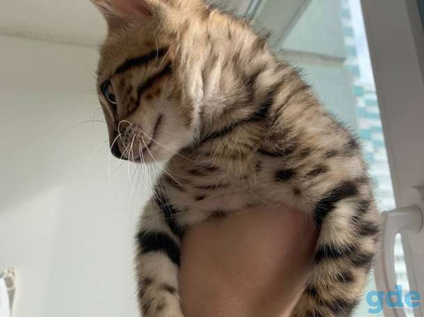 Чистокровный бенгальский котёнок 3 месяца, фотография 2