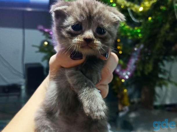 Шотландские котята, фотография 4