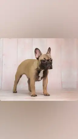 Французский бульдог, фотография 3