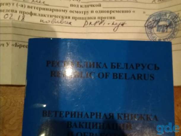 Собака хаски, фотография 2