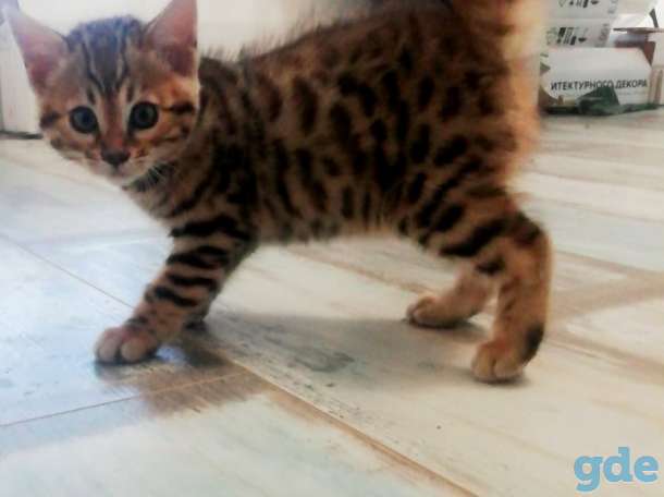 Котята бенгальские, фотография 6