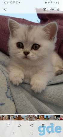 Котята, фотография 4