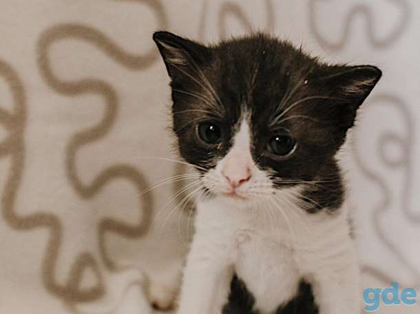 Внимание! Открыт резерв на котят. Им всего 1 месяц, фотография 4
