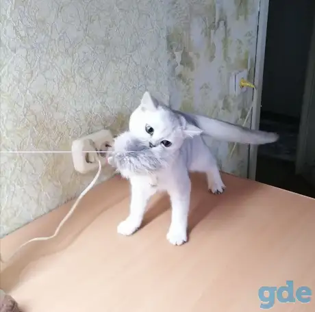 Британские котята, фотография 5