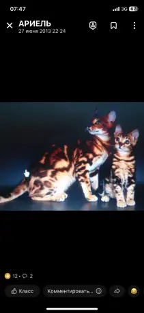 Бенгальские котята, фотография 7